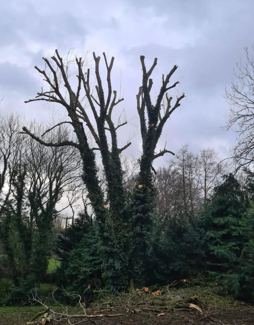 Ivy clad stems brought down, after