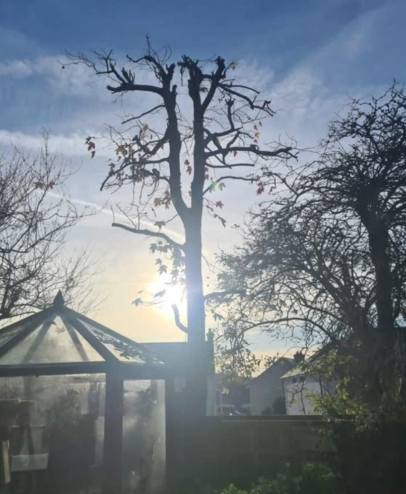 Reduction by the greenhouse, after