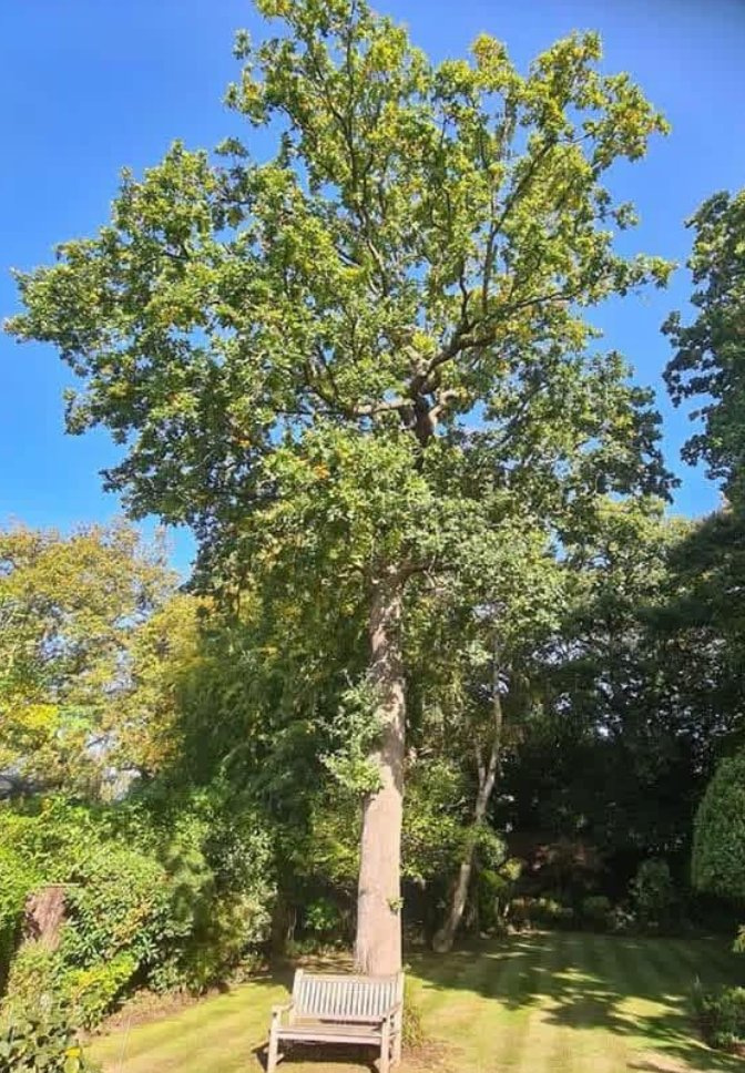 Tree Health Assessments